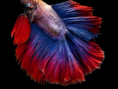 米兰捕鱼网站深海捕鱼游戏精美场景及高爆率展示